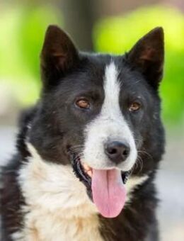 ARPAD - Streicheljunkie ! - Augsburg