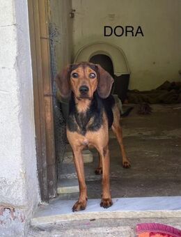 Dora - freundlich und liebenswert - Heppenheim (Bergstraße)