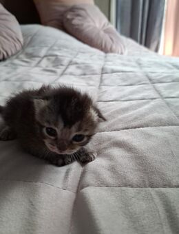 Verspielte Katzen Babys suchen neues Zuhause - Berlin Mitte