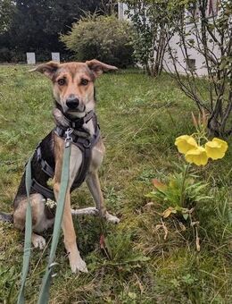 Trusky-Fröhliche Ohren suchen neue Couch - München