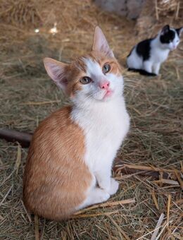 Katzenbaby Kitten Katze/Kater - Harburg (Schwaben)