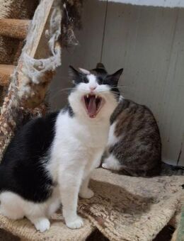 Sranya will wieder ein Zuhause haben - Augsburg