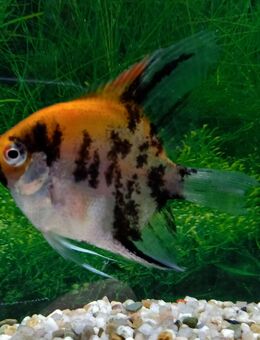 Skalar Koi - Hohenroth