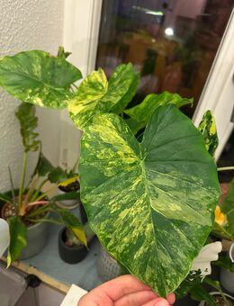 Alocasia Gageana aurea Babypflanze - Dresden