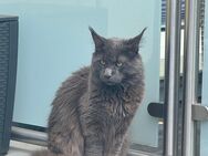 Maine coon xxl Deckkater - Essen