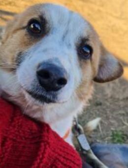 Naila; im Karton ausgesetzt - Geilenkirchen