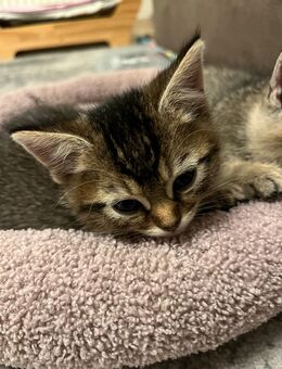 Kitten - Bersenbrück