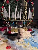 Bolonka Zwetnawelpe mit Ahnenpass in 36214