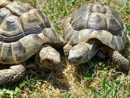 Landschildkröten - Adelsheim