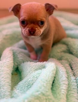 Chihuahua Welpen(reinrassig und typ voll)außergewöhnlich hübsch,Armani(Rüde) - Schriesheim