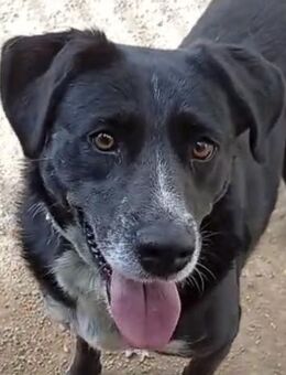 GINGER - schwarze Schönheit! - Dänischenhagen