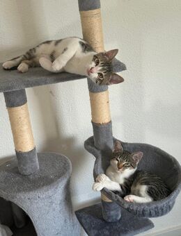 🐾 Zwei Babykatzen & ihre Mama suchen ein liebevolles Zuhause 🏡 - Aßlar Zentrum