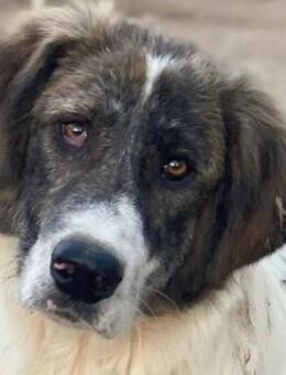 Evans, geb. ca. 04/2025, GRIECHENLAND - Euskirchen