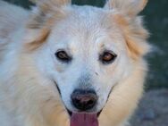 Blondie - dringend Happy Home gesucht - Bad Camberg