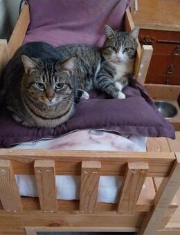 Kater Topcho und Katze Mimi - Augsburg