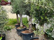 Aktion -> Oliven-Stamm Olea Europea Topf 35 l / Höhe ca 180 cm - Basel