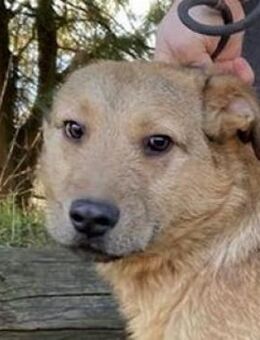 Hundejunge BREEZE - Gefrees