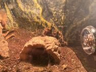 Brachypelma hamorii weiblich 3 Jahre - Eisenach Zentrum
