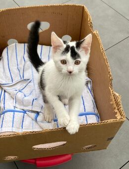 Liebevolle Mischlingskatze Mischlingskitte BKH Mix - Frankenthal (Pfalz)