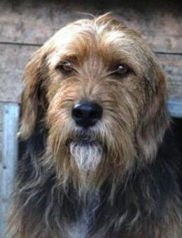 Pollux ist eine Seele von Hund! - Karben