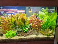 Aquarium komplett DRINGEND abzugeben! - Saalfeld (Saale)