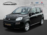 Fiat Panda, 1.0 Base Mild Hybrid teilb Rücksb, Jahr 2024 - Bremerhaven