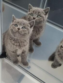 BKH Kitten zu vergeben - Hückelhoven