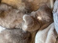 2 männliche graue Babykatzen - Niedererbach