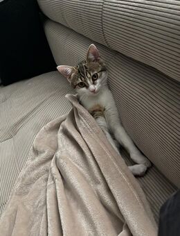 Liebe verschmuste Katze sucht neues Zuhause - Dillenburg