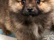 Pomeranian Zwergspitz Welpen