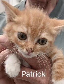 Fröhlicher Rotschopf sucht Familie! - Bergkirchen