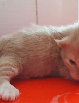Maine Coon Katerchen mit Stammbaum, cream white und black tabby mc - Murrhardt
