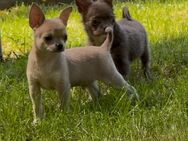 Chihuahua reinrassig Rüde - Köln Zentrum