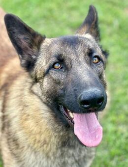 Larry hat schon viel hinter sich.... - Laatzen