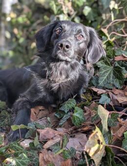 Mack sucht seine Menschen mit Herz - Hamburg