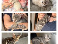 Bengal kitten in tollen Farben Reinrassig Abgabebereit - Dortmund