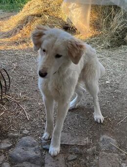 IGOR💕 jung und voller Lebensfreude 🤍 - Marienfließ