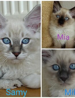 3 Heilige Birma Kitten Katzen Katze Kater abholbereit - Ramsen CH