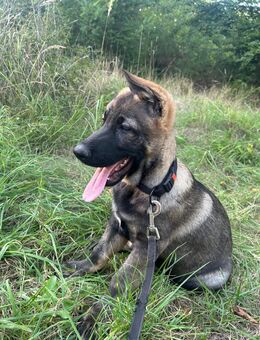 Deutscher Schäferhund Grau LK Rüde - Gernsheim (Schöfferstadt) Zentrum