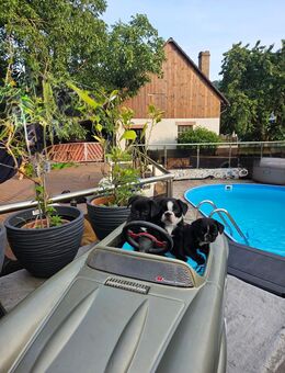 Frops Welpen Französische Bulldogge Mops - Faulbach