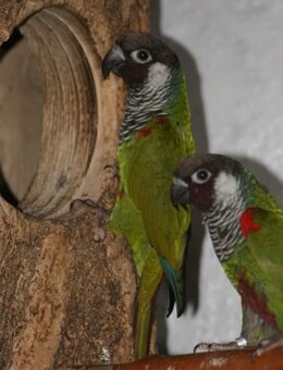 Salvadori Weißohrsittiche - Groß Miltzow