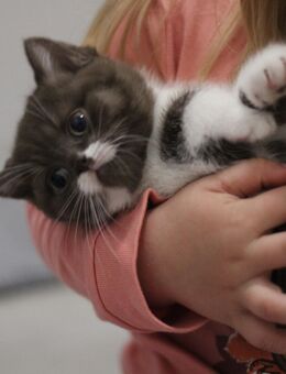 Britisch Kurzhaar Kitten mit Stammbaum , Babykatze - Rüthen