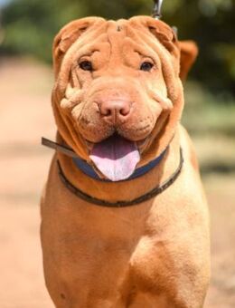 Veronica sucht ein Zuhause für Immer - Laatzen