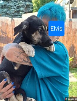 Elvis, kleiner Charmeur sucht großes Glück - Bestensee