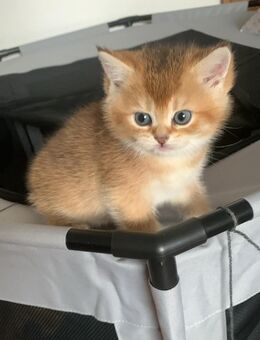 BKH Britisch kurzhaar Kitten in black golden mit Stammbaum - Baden-Baden