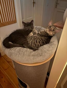 🐾 Liebevolle BKH-Mix Brüder suchen ein schönes neues Zuhause - Berlin Treptow-Köpenick