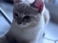 Bengal Ragdoll Kitten suchen liebevolles Zuhause ab sofort - Mechernich Zentrum