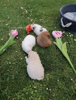 Reinrassige Pomeranian Welpen - Kyritz