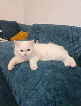 Leter Blh kitte sucht ein schönes Zuhause - Berlin Mitte