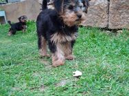 Yorkshire Terrier (männlich) sucht ein liebevolles, neues Zuhause - Niederstetten